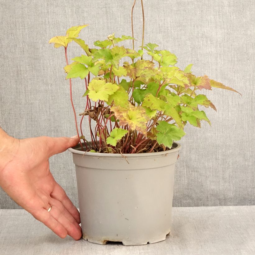 Esimerkki kesällä toimitetusta Tarhasyysvuokko Mont Rose Ruukku 3L / 4L-taimesta
