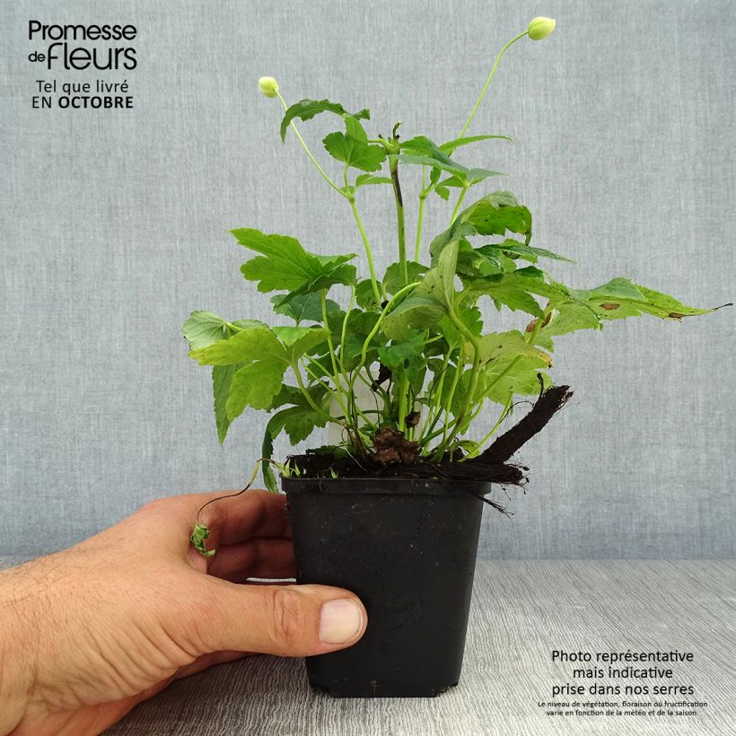 Esimerkki syksyllä toimitetusta Syysvuokko Pretty Lady Maria 8/9 cm taimiruukku-taimesta