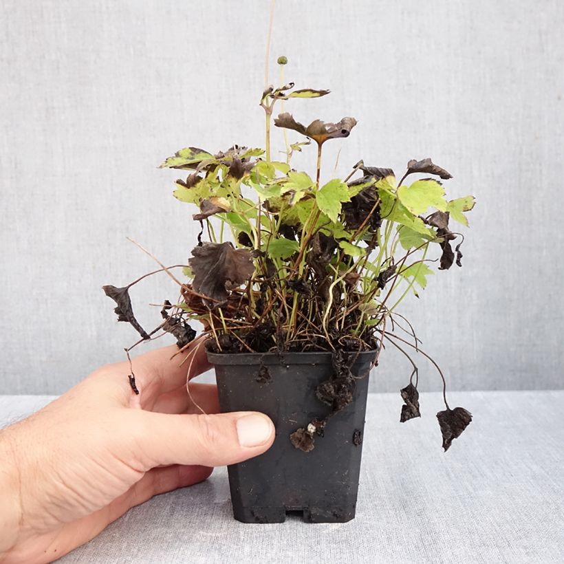 Esimerkki syksyllä toimitetusta Syysvuokko Pretty Lady Susan 8/9 cm taimiruukku-taimesta