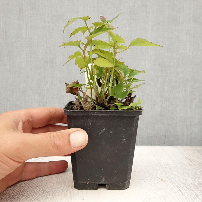 Esimerkki kesällä toimitetusta Syysvuokko Pretty Lady Susan Godet de 8/9 cm-taimesta