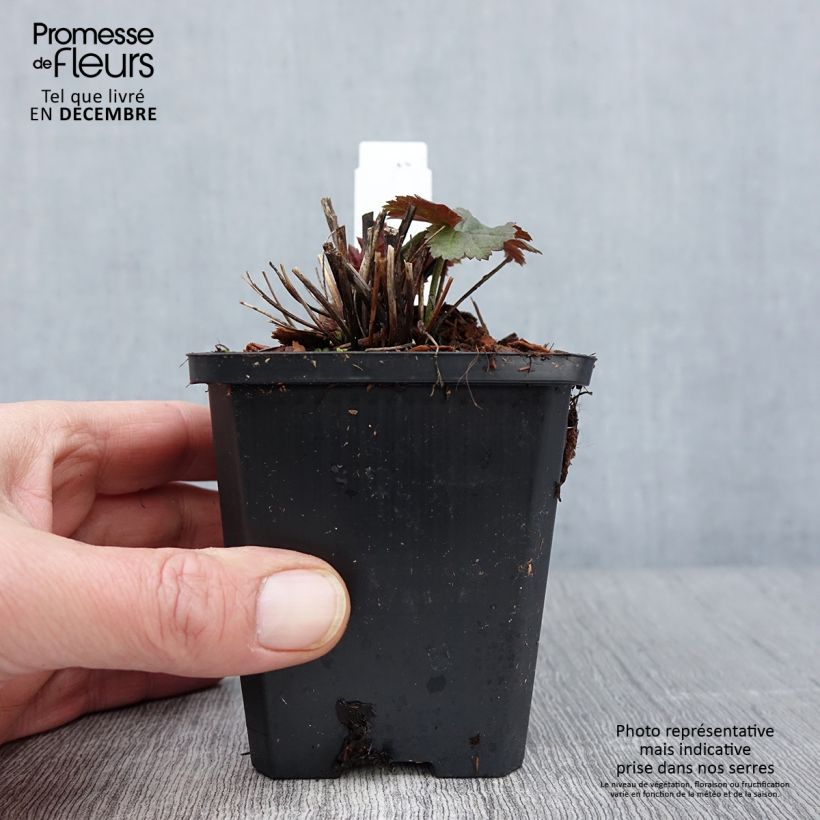 Esimerkki syksyllä toimitetusta Tarhasyysvuokko Richard Ahrens 8/9 cm taimiruukku-taimesta