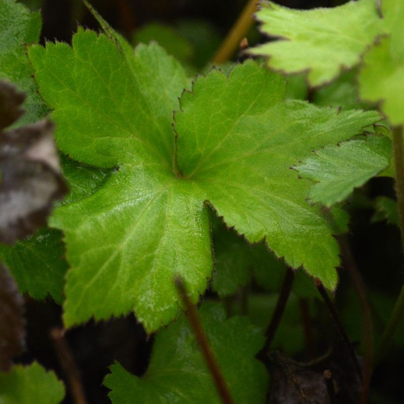 Tarhasyysvuokko Rosenschale (Lehvistö)