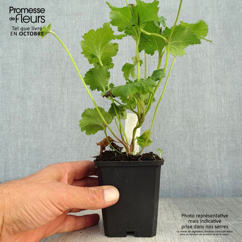 Esimerkki syksyllä toimitetusta Tarhasyysvuokko Rosenschale 8/9 cm taimiruukku-taimesta
