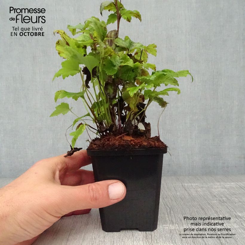 Esimerkki syksyllä toimitetusta Syysvuokko Splendens 8/9 cm taimiruukku-taimesta