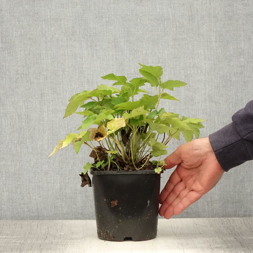 Esimerkki kesällä toimitetusta Syysvuokko Splendens Pot de 2L/3L-taimesta