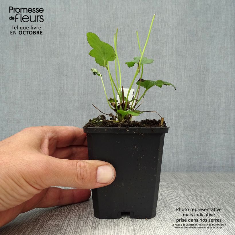 Esimerkki syksyllä toimitetusta Tarhasyysvuokko Serenade 8/9 cm taimiruukku-taimesta
