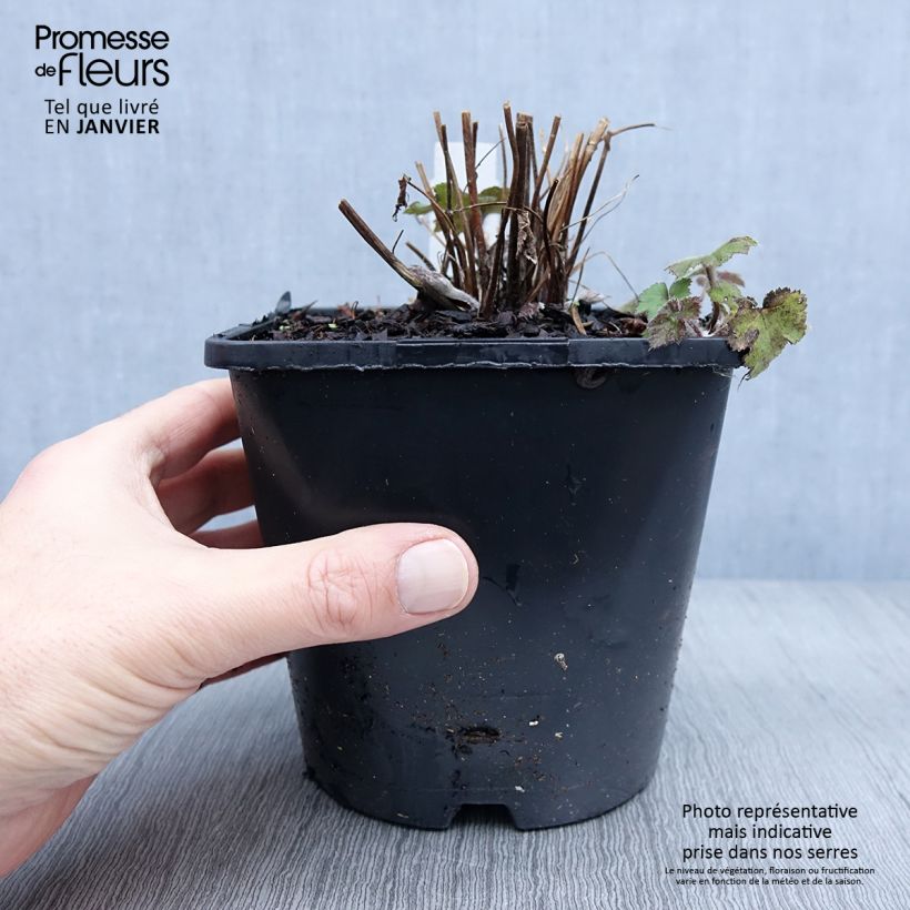 Esimerkki talvella toimitetusta Anémone japonaise tomentosa Serenade Pot de 2L/3L-taimesta