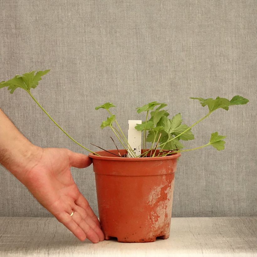 Esimerkki kesällä toimitetusta Lehtovuokko - Anemone leveillei Pot de 2L/3L-taimesta