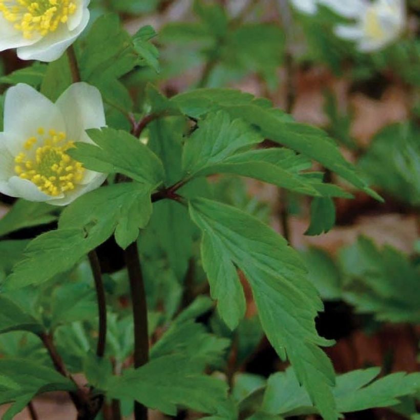 Valkovuokko - Anemone nemorosa (Foliage)
