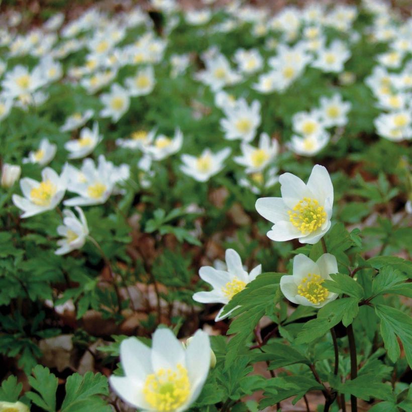 Valkovuokko - Anemone nemorosa (Flowering)