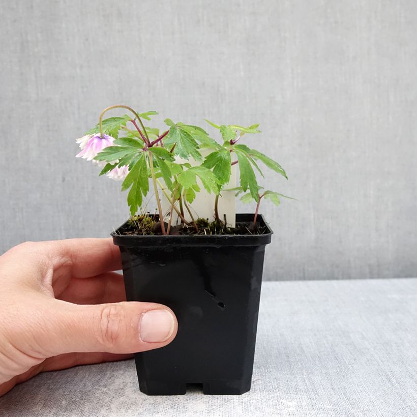 Esimerkki keväällä toimitetusta Valkovuokko Blue Eyes Taimiruukku 8/9 cm Koko I-taimesta
