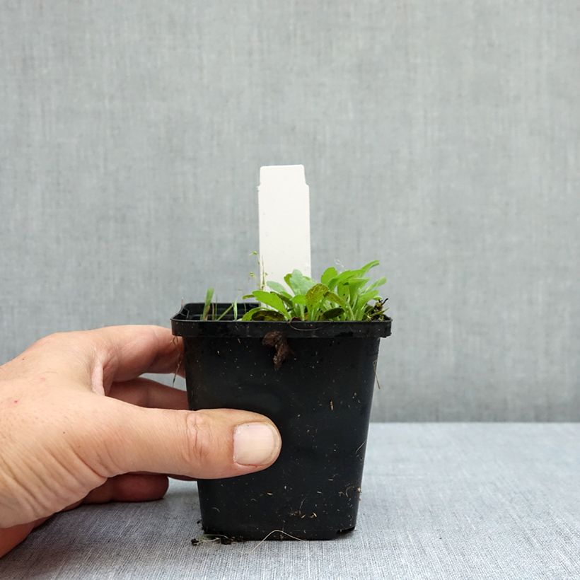 Esimerkki kesällä toimitetusta Valkovuokko Robinsoniana 8/9 cm taimiruukku Koko I-taimesta