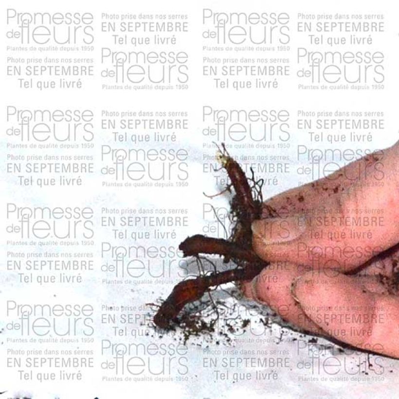 Esimerkki toimitetusta Anémone nemorosa Vestal - Anémone des bois Bulbe calibre I-taimesta