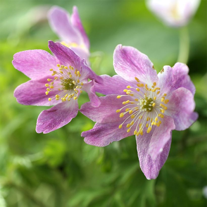 Valkovuokko Westwell Pink (Kukinta)