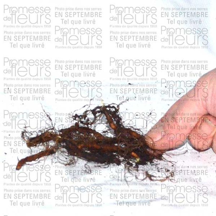 Esimerkki toimitetusta Anemone ranunculoides - Anémone fausse renoncule Bulbe calibre I-taimesta