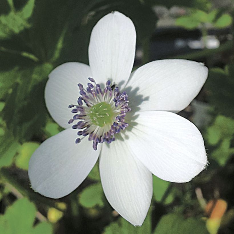 Himalajanvuokko - Anemone rivularis (Kukinta)