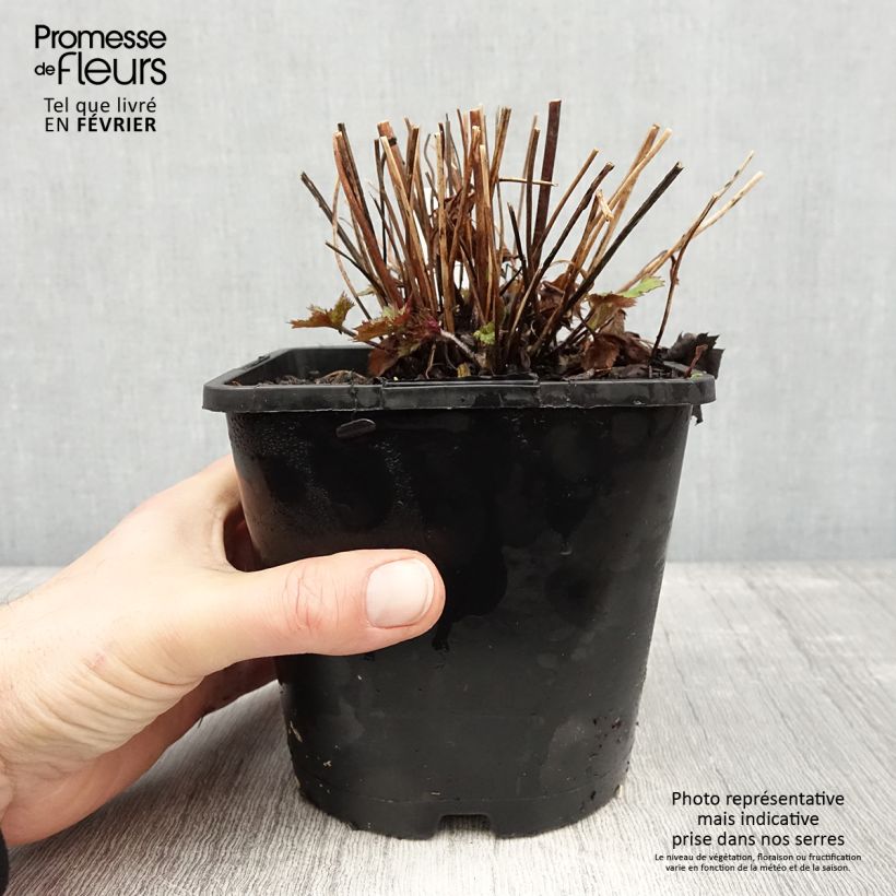 Esimerkki talvella toimitetusta Anemone Ruffled Swan - Anémone japonaise Pot de 2L/3L-taimesta