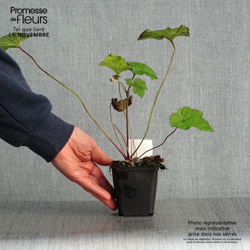 Esimerkki syksyllä toimitetusta Hopeasyysvuokko Albadura 8/9 cm taimiruukku-taimesta