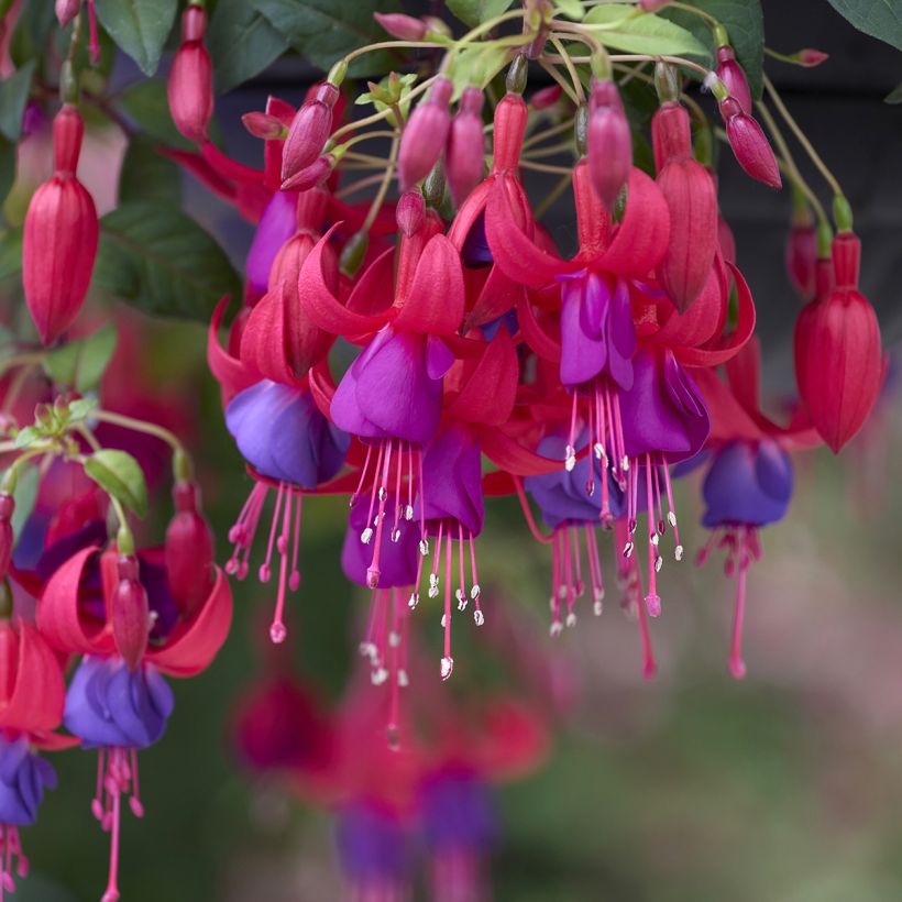 Verenpisara - Fuchsia angela (Kukinta)