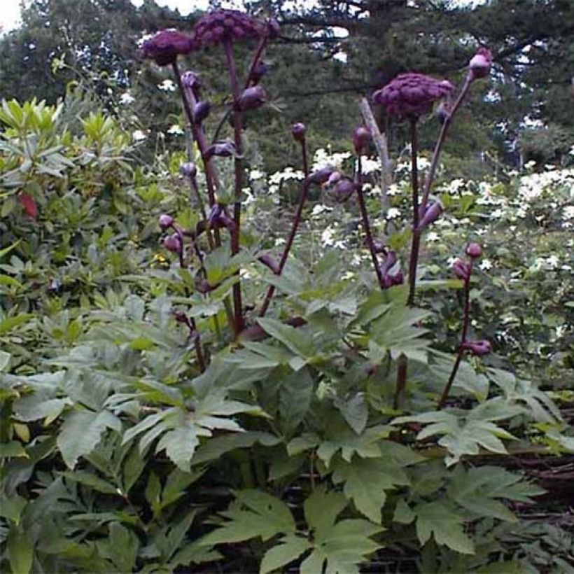Jättikarhunputki - Angelica gigas (Lehvistö)