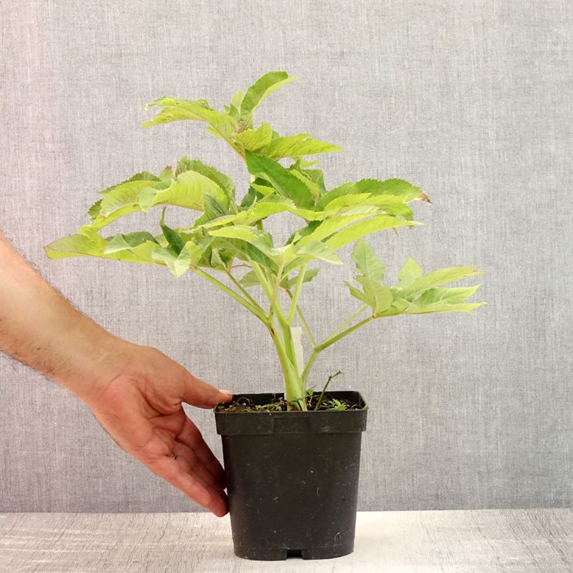 Esimerkki kesällä toimitetusta Jättikarhunputki - Angelica gigas Ruukku 2L / 3L-taimesta