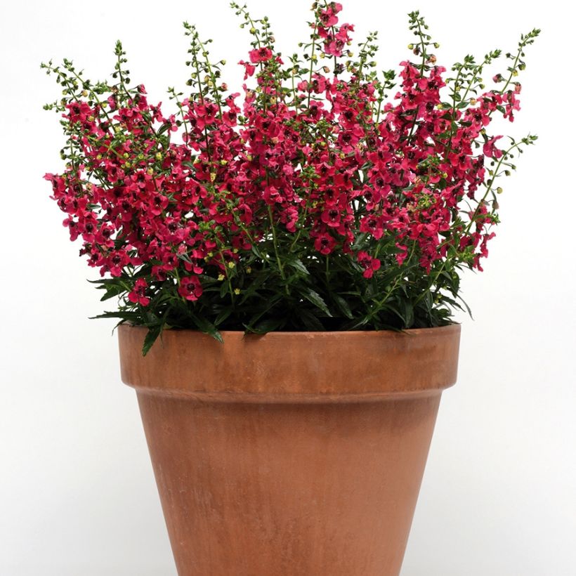 Angelonia angustifolia Archangel Cherry Red (Kasvutapa)