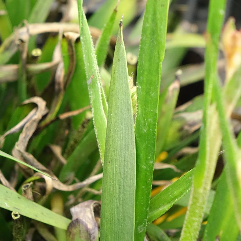 Kenguruntassu Bush Bonanza (Lehvistö)