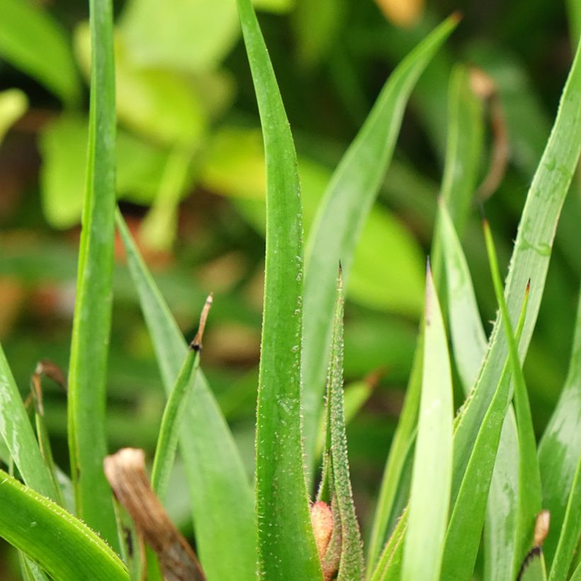 Kenguruntassu Bush Inferno (Lehvistö)