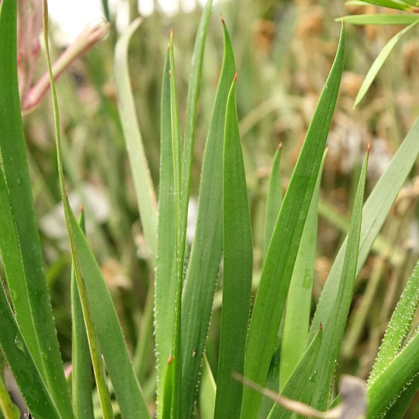 Kenguruntassu Bush Pearl (Lehvistö)