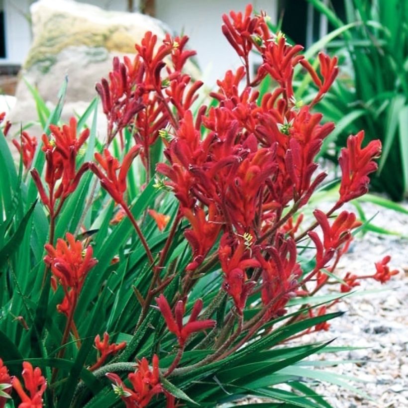 Kenguruntassu Bush Inferno (Kasvutapa)