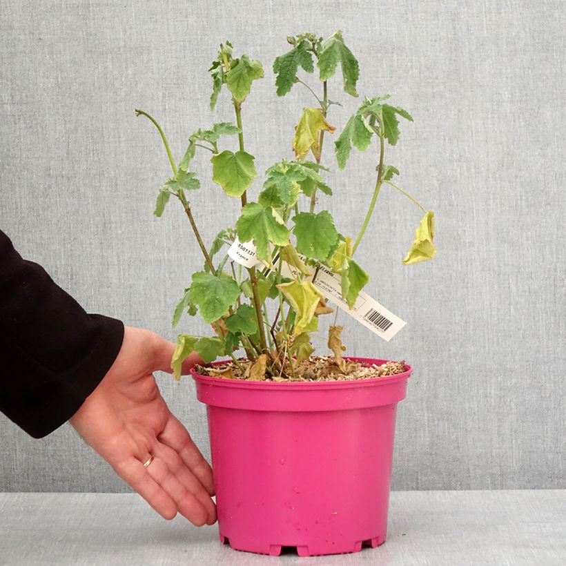 Esimerkki talvella toimitetusta Anisodontea capensis El Rayo - Mauve arbustive du Cap Pot de 3L/4L-taimesta