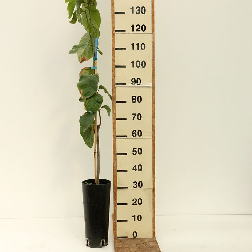 Esimerkki kesällä toimitetusta Suomuannoona - Annona cherimola 6 litran/7 litran ruukku-taimesta