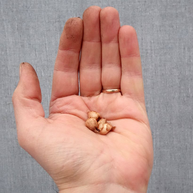 Example of Anomatheca laxa Bulbe size I as you get in printemps