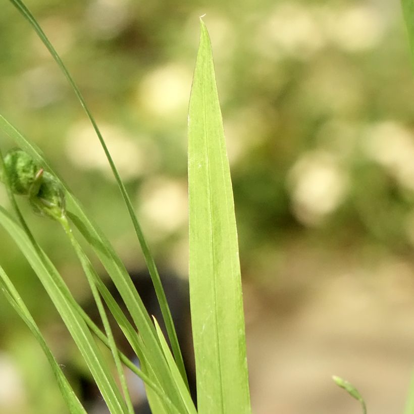 Anomatheca laxa (Foliage)