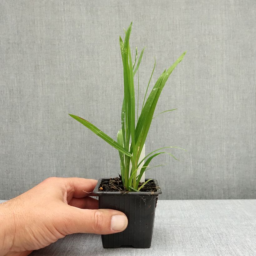 Esimerkki keväällä toimitetusta Anomatheca laxa Taimiruukku 8/9 cm Koko I-taimesta