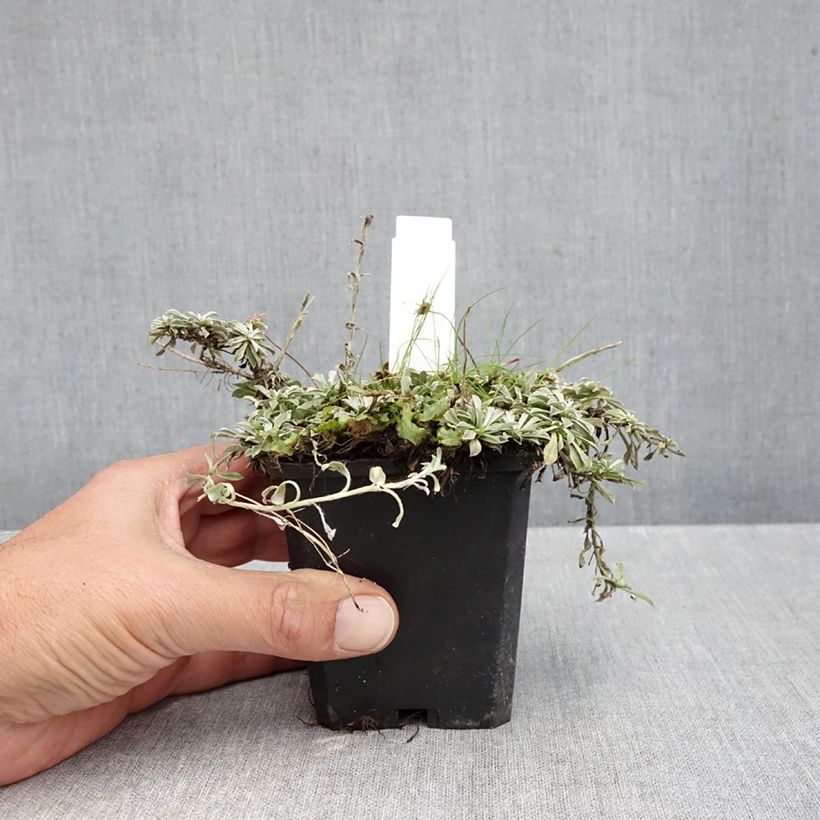 Esimerkki syksyllä toimitetusta Ahokissankäpälä - Antennaria dioica var. borealis 8/9 cm taimiruukku-taimesta