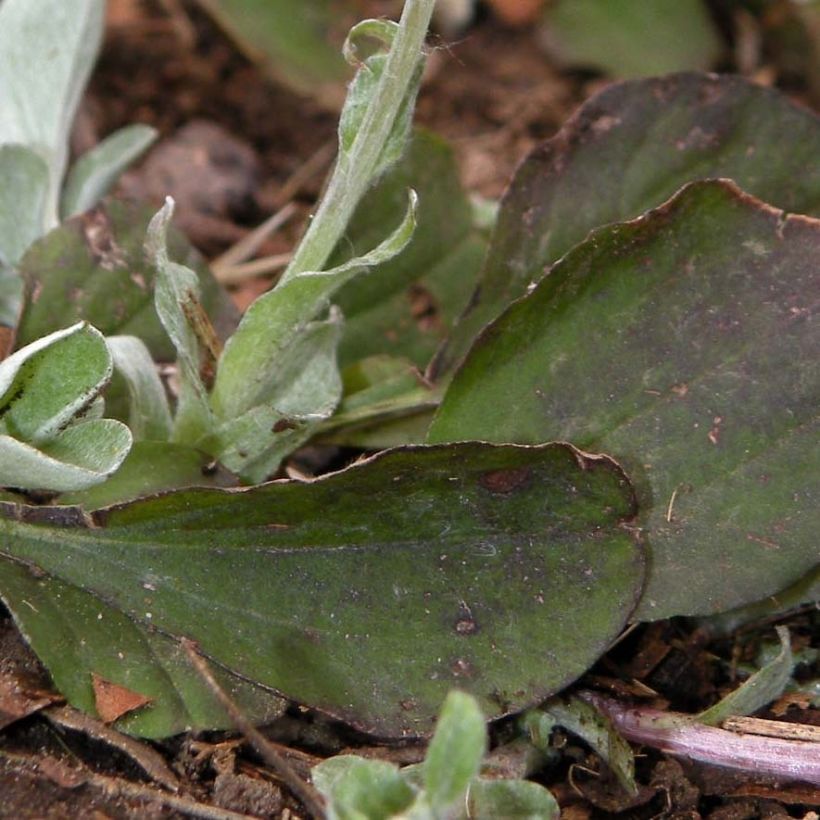 Kollinkäpälä - Antennaria plantaginifolia (Lehvistö)
