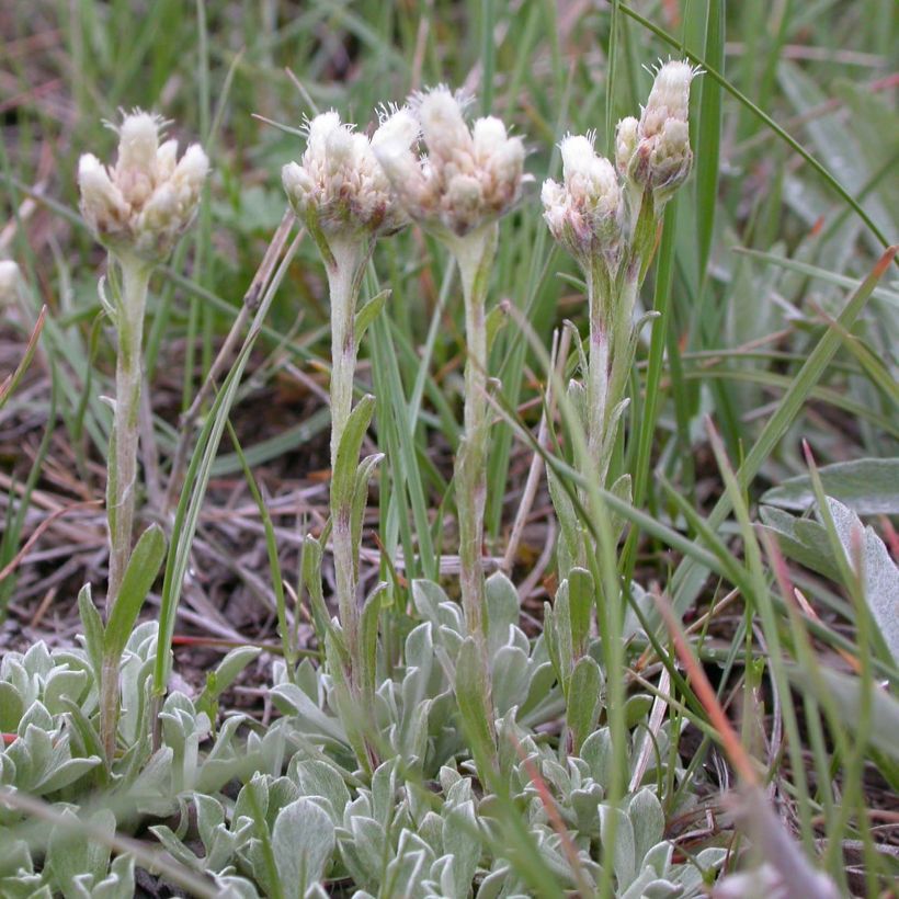 Kollinkäpälä - Antennaria plantaginifolia (Kukinta)