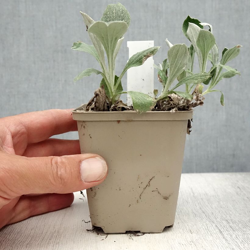 Esimerkki kesällä toimitetusta Kollinkäpälä - Antennaria plantaginifolia Godet de 8/9 cm-taimesta