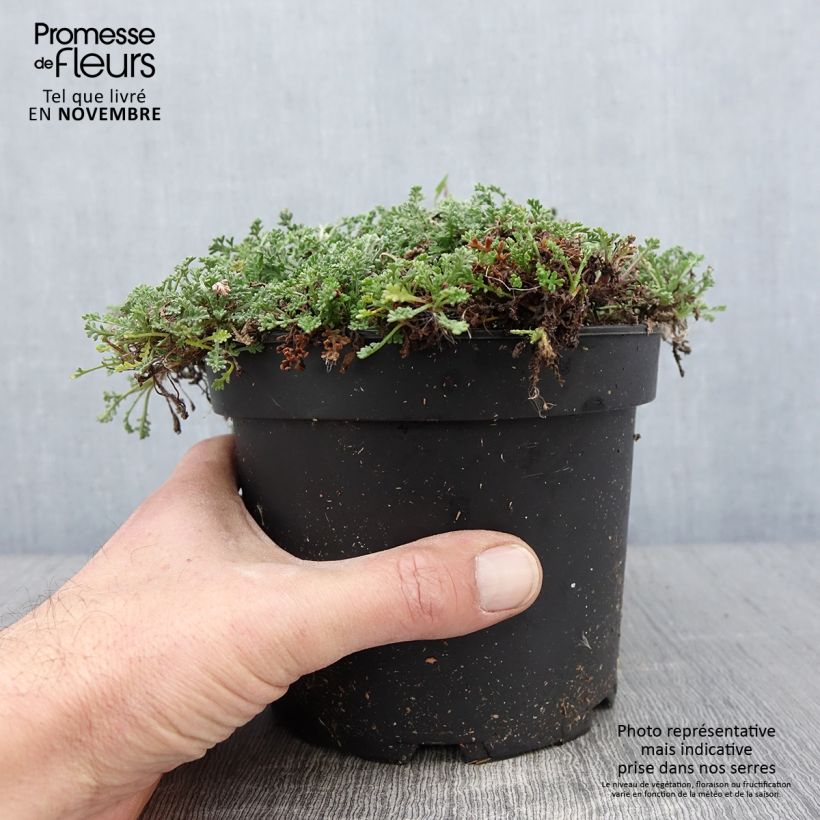 Esimerkki syksyllä toimitetusta Anthemis carpatica Karpatenschnee - Camomille des monts Carpates Karpatenschnee Pot de 2L/3L-taimesta