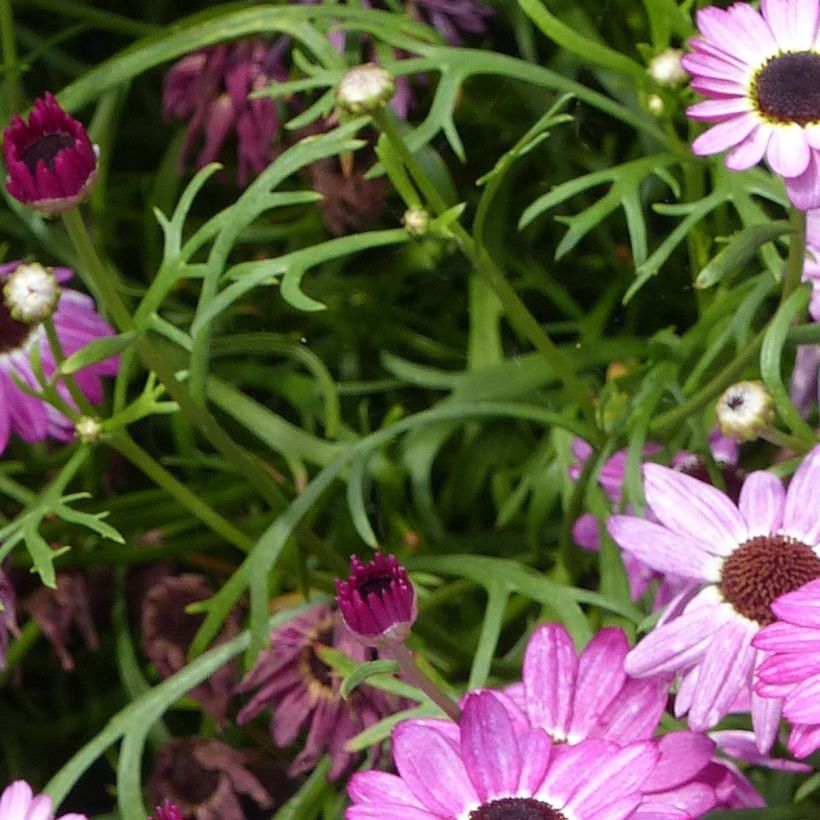 Kanarianmarketta Grandaisy Pink Tourmaline (Lehvistö)