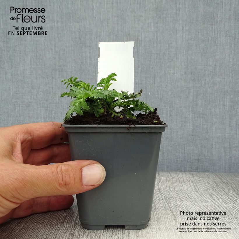 Esimerkki syksyllä toimitetusta Johanneksensauramo - Anthemis sancti-johannis 7/8 cm taimiruukku-taimesta