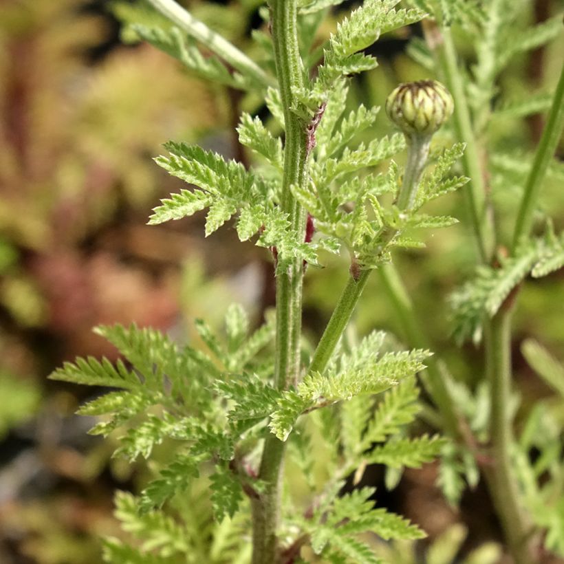 Johanneksensauramo - Anthemis sancti-johannis (Lehvistö)