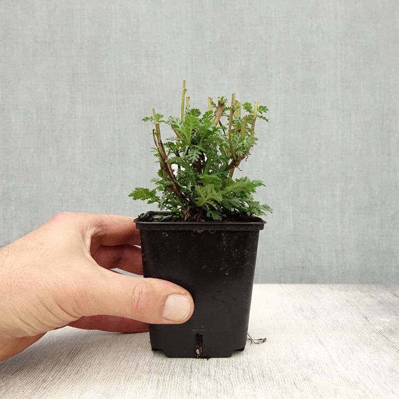 Esimerkki syksyllä toimitetusta Keltasauramo Wargrave Variety 8/9 cm taimiruukku-taimesta