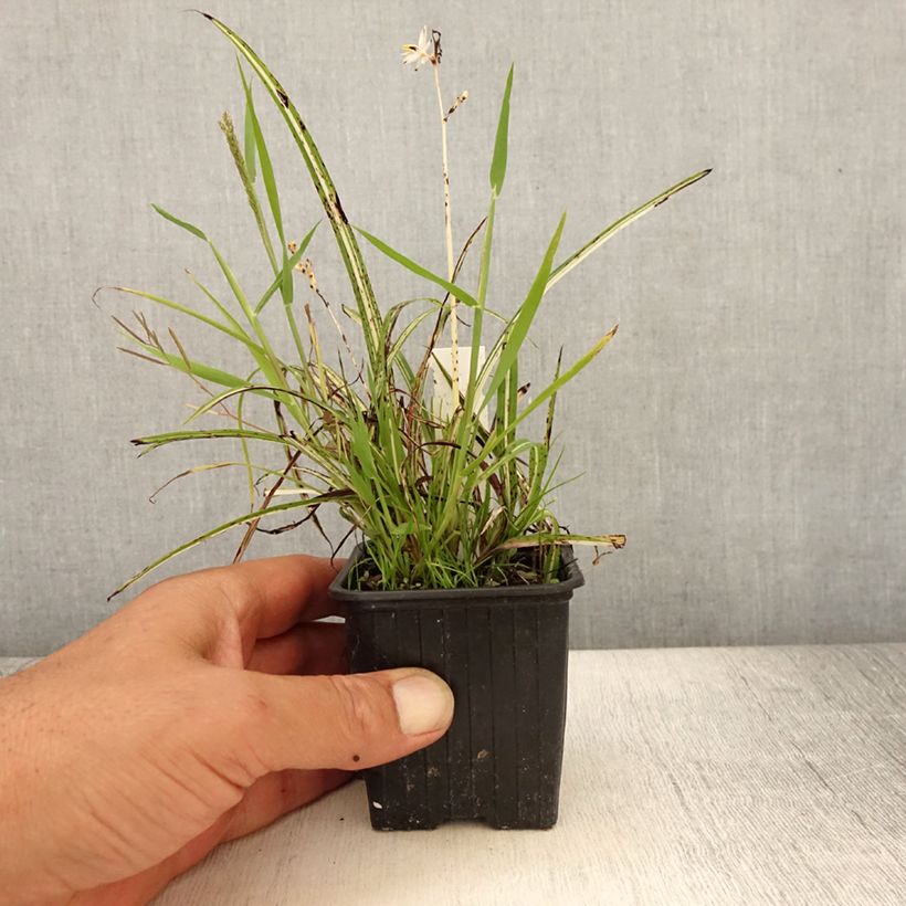 Esimerkki kesällä toimitetusta Hietalilja Starlight Taimiruukku 8/9 cm-taimesta