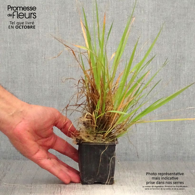 Esimerkki syksyllä toimitetusta Eteläntuoksusimake - Anthoxanthum odoratum 8/9 cm taimiruukku-taimesta