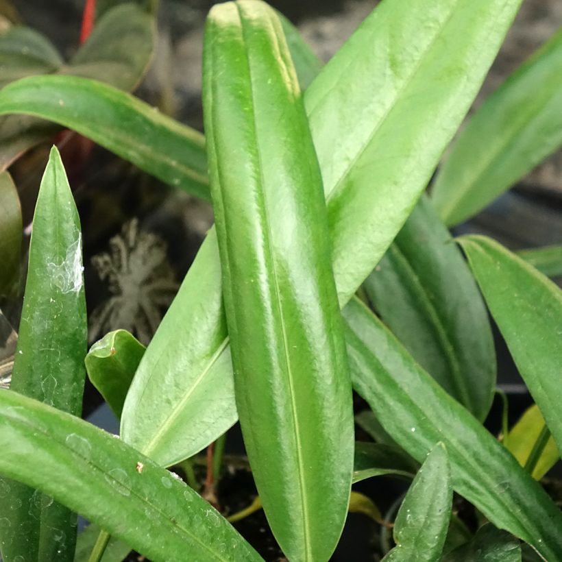 Anthurium bakeri (Lehvistö)
