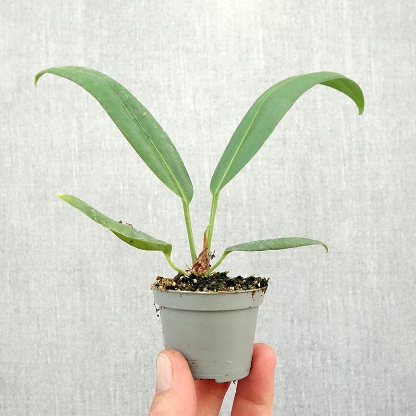 Esimerkki syksyllä toimitetusta Anthurium bakeri Mini-plante-taimesta