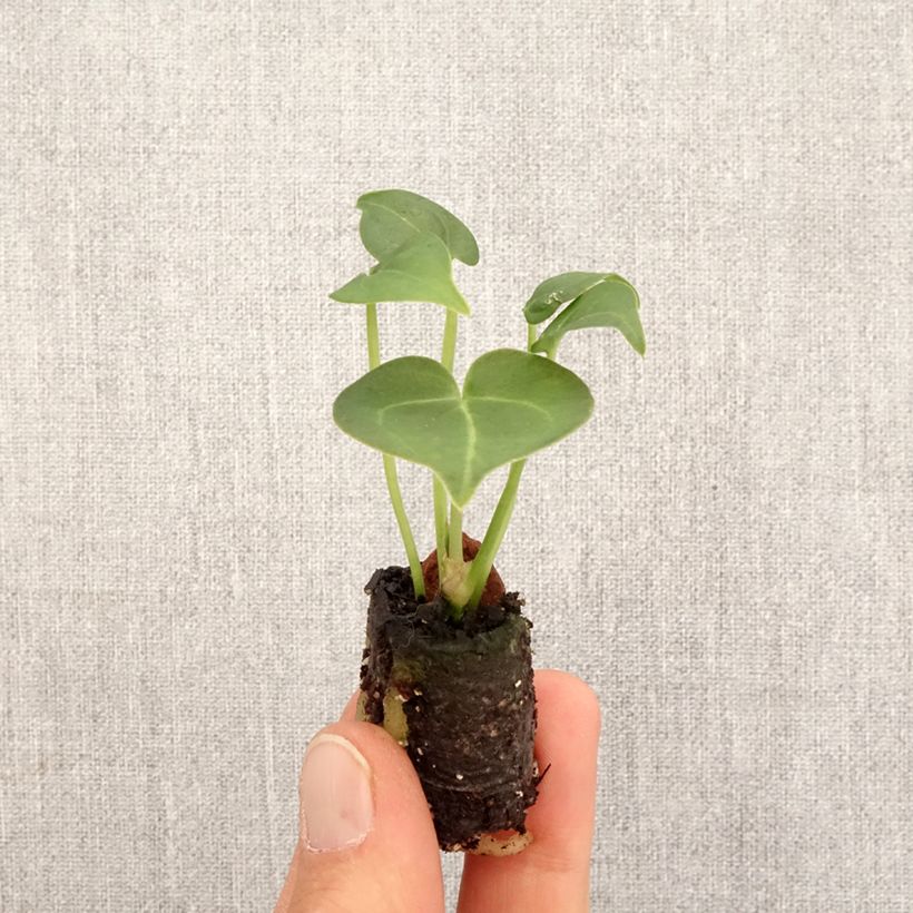 Esimerkki keväällä toimitetusta Herttaflamingonkukka - Anthurium clarinervium Minikasvi-taimesta