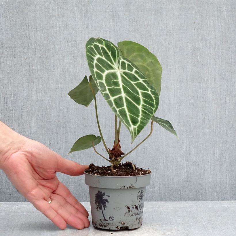 Esimerkki keväällä toimitetusta Herttaflamingonkukka - Anthurium clarinervium 12 cm / 13 cm ruukku-taimesta